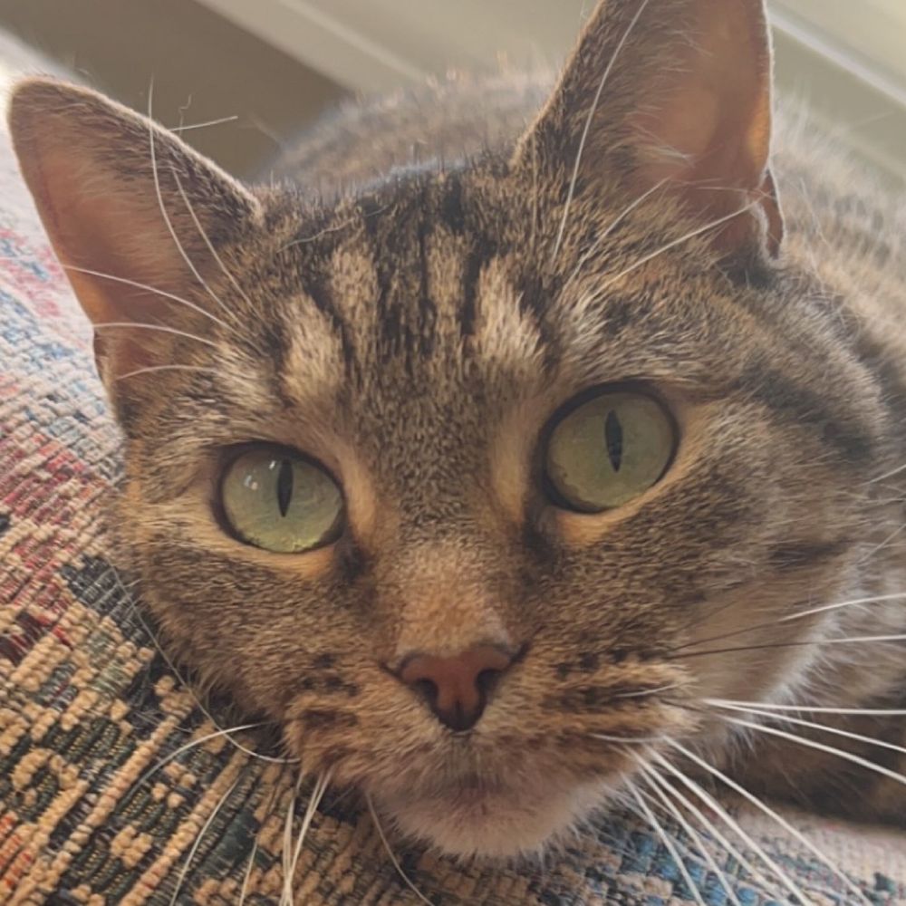 MildPepperCat