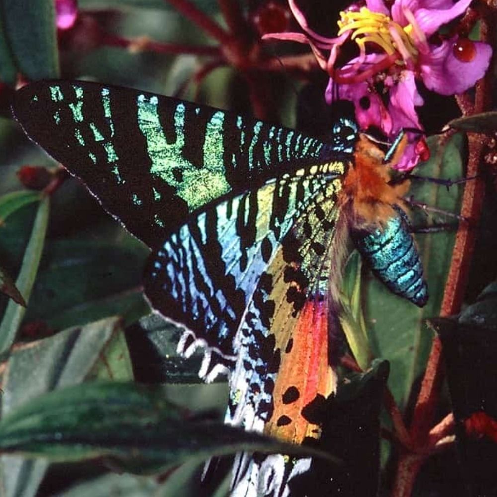 sunsetmoth