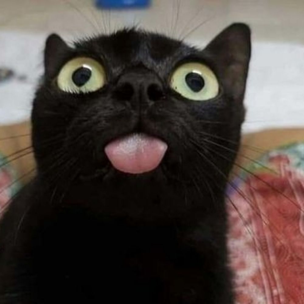 Meow