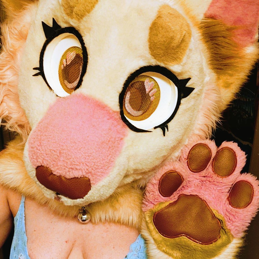 Taffy Cat