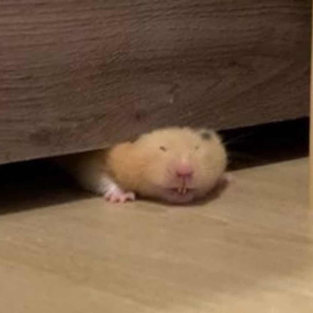 🐁