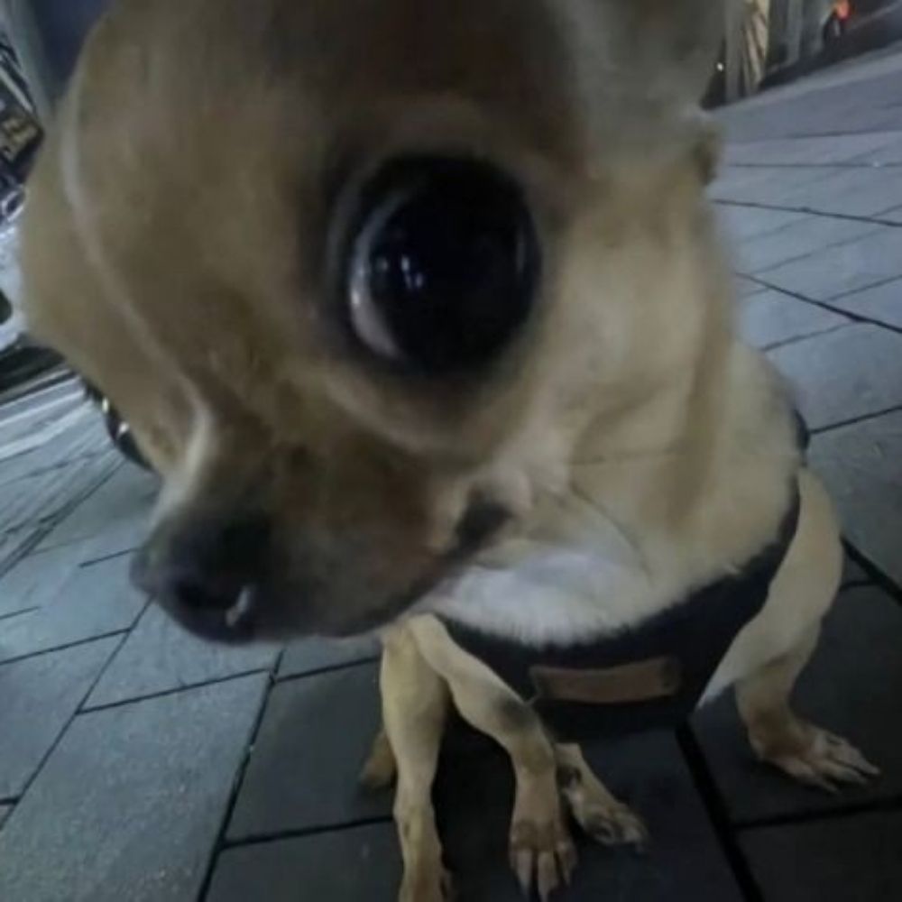 tita