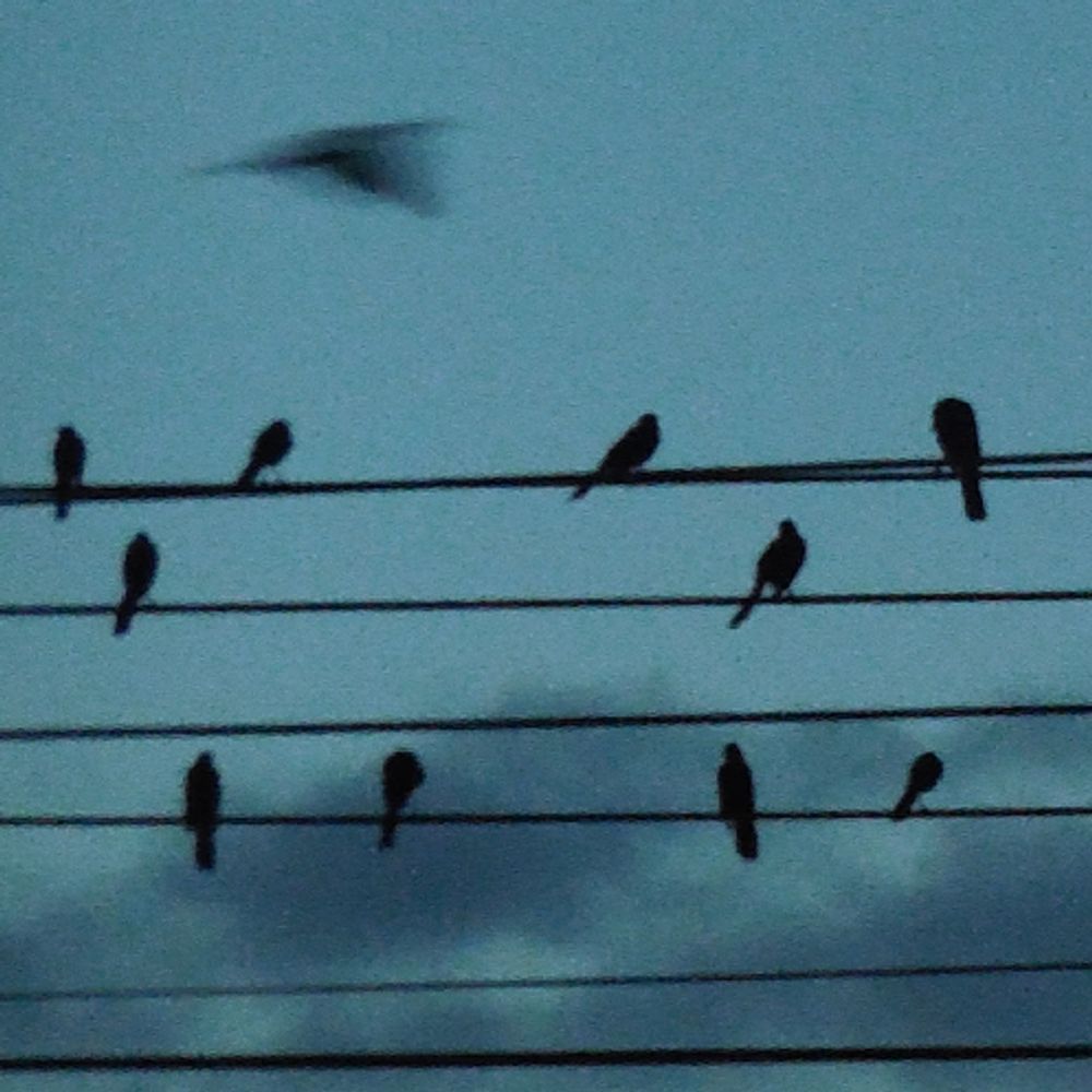 flashlightFinch