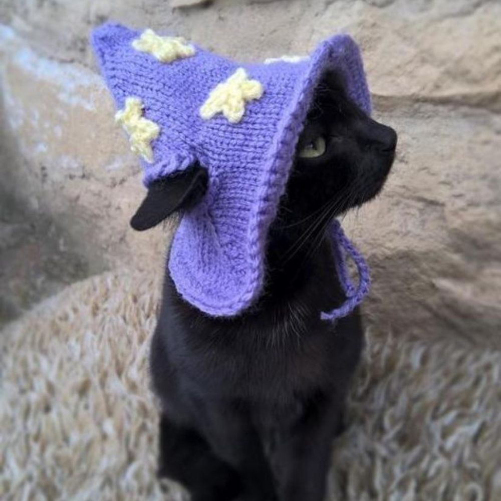 Salém, o gato tarólogo
