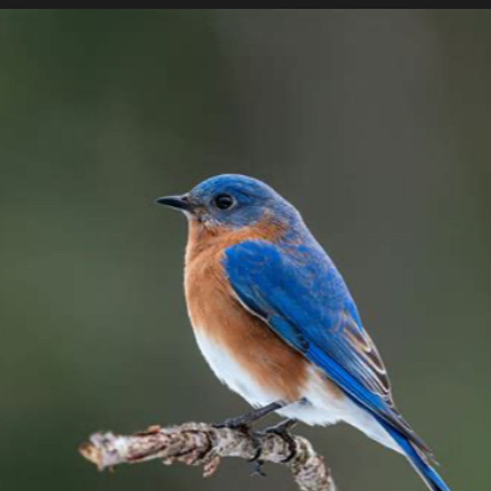 BohemianBlueBird