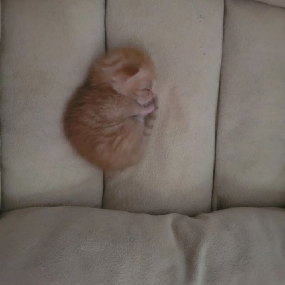 esteban