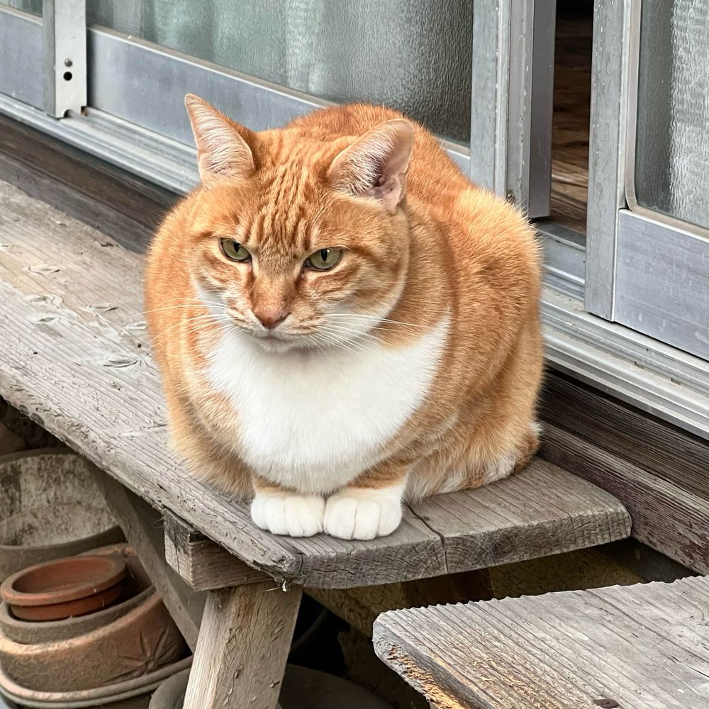 まあさ兄貴
