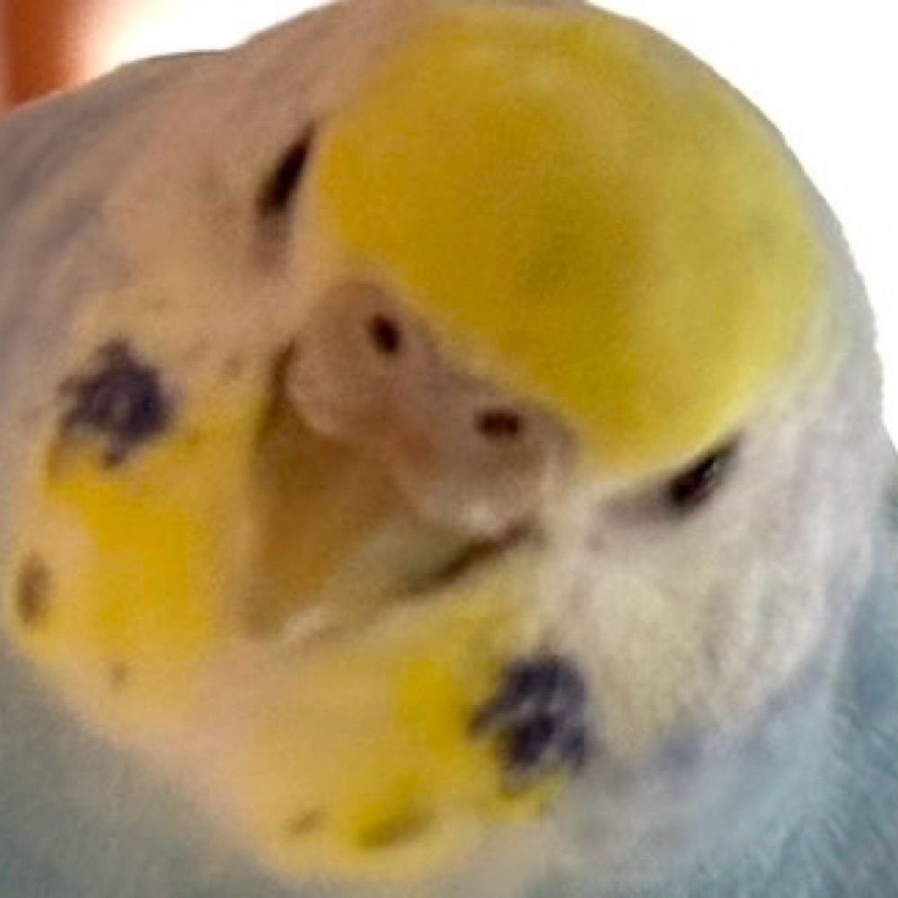 うすに