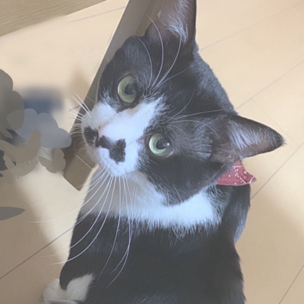 コムギちゃん