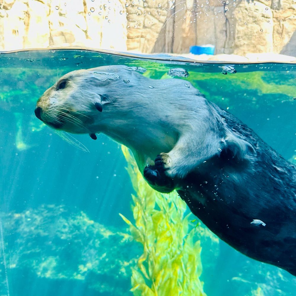 Miscreant Otters