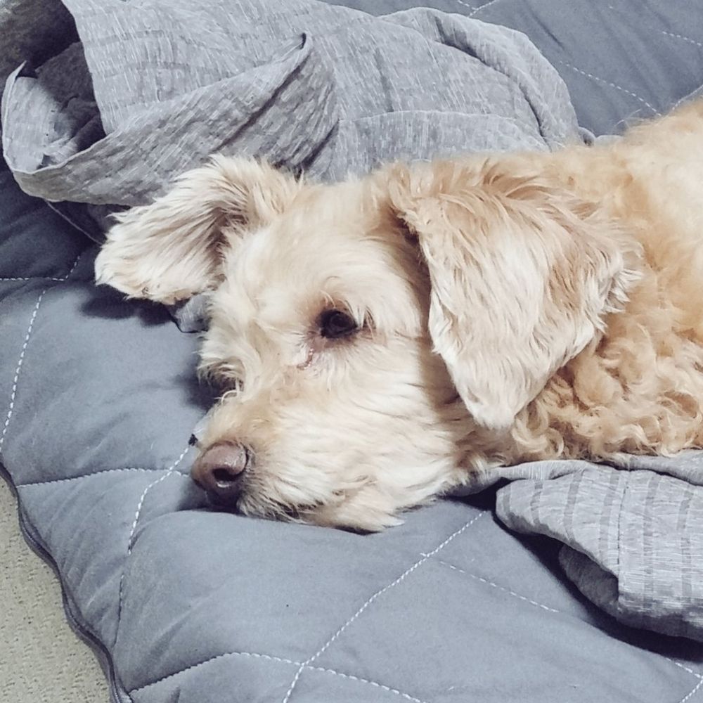 흑랑
