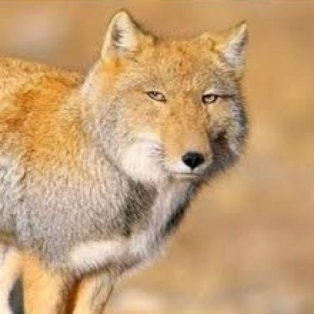 rata sem rabo não vale nada