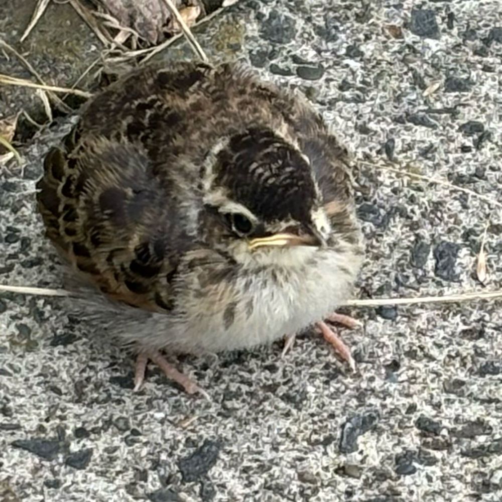 ゆうい