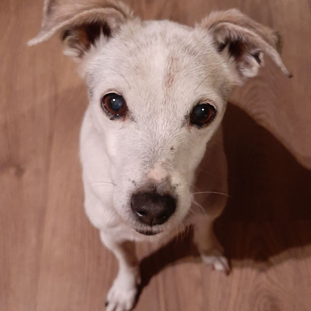 Jessie de Hond