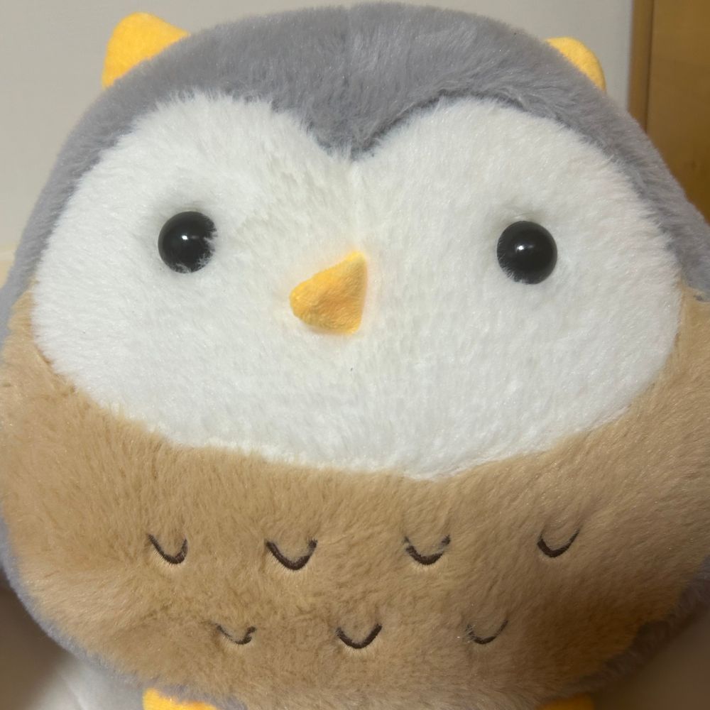 아시오(아울빼미)🦉