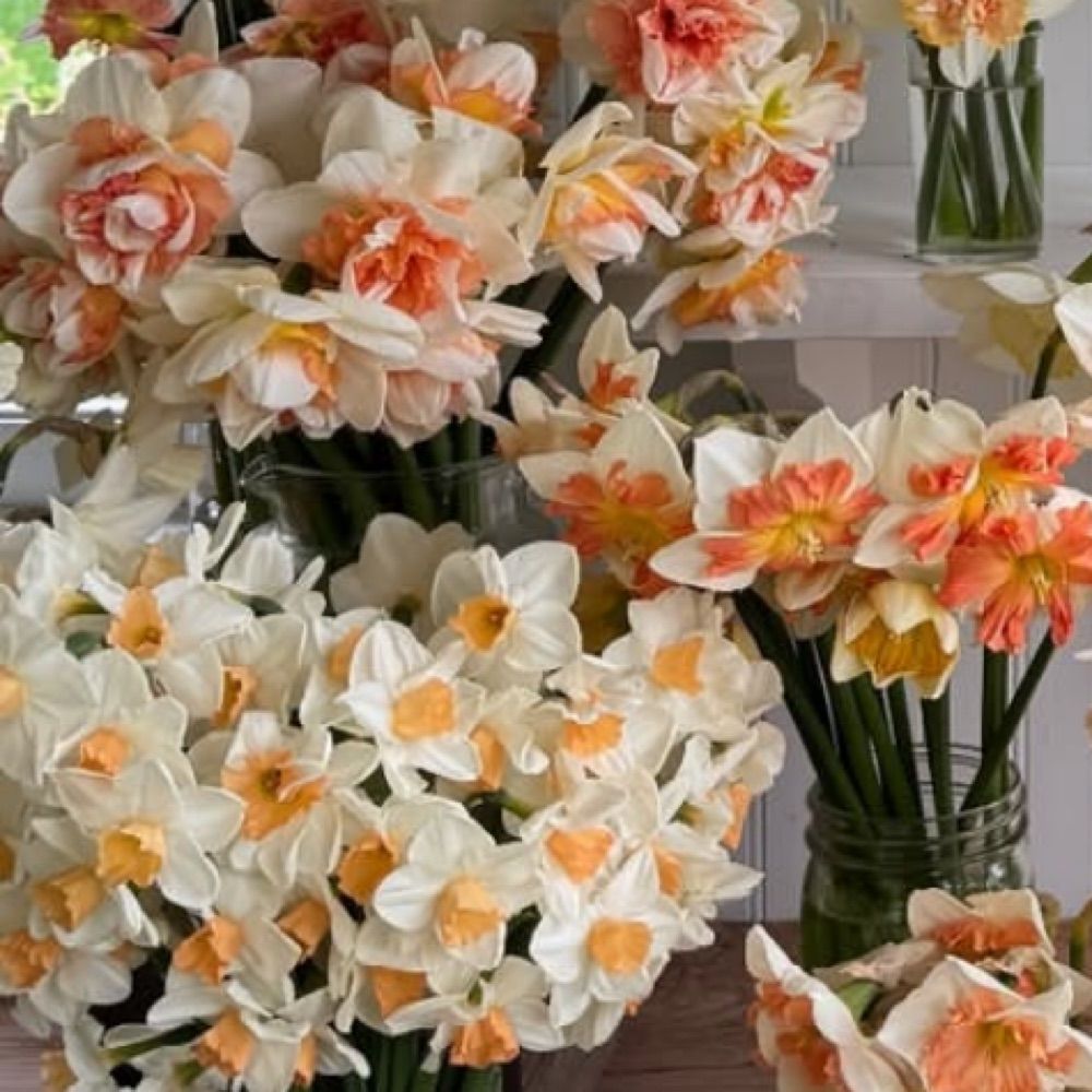 oranch