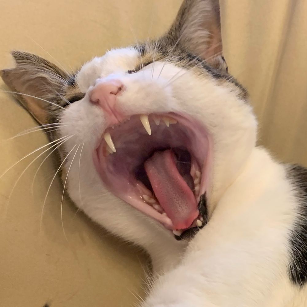 AKi