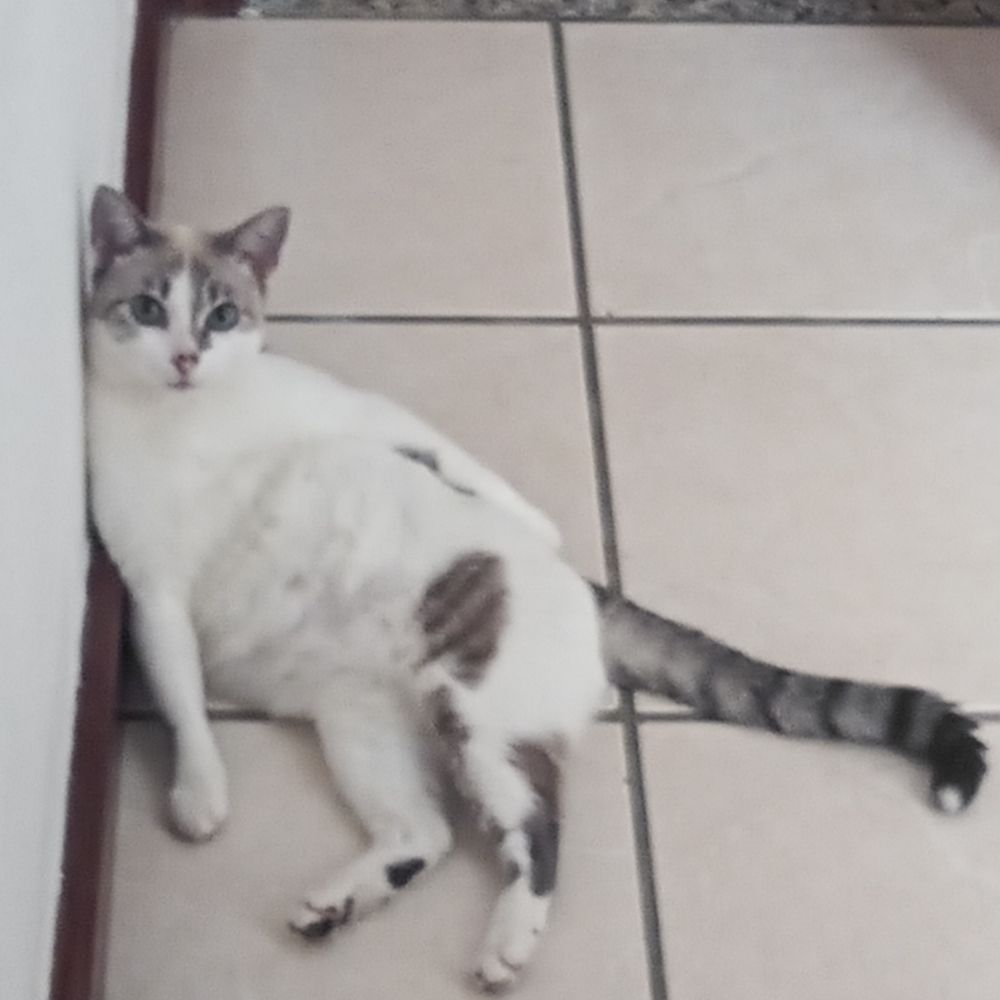 Isaaaabella