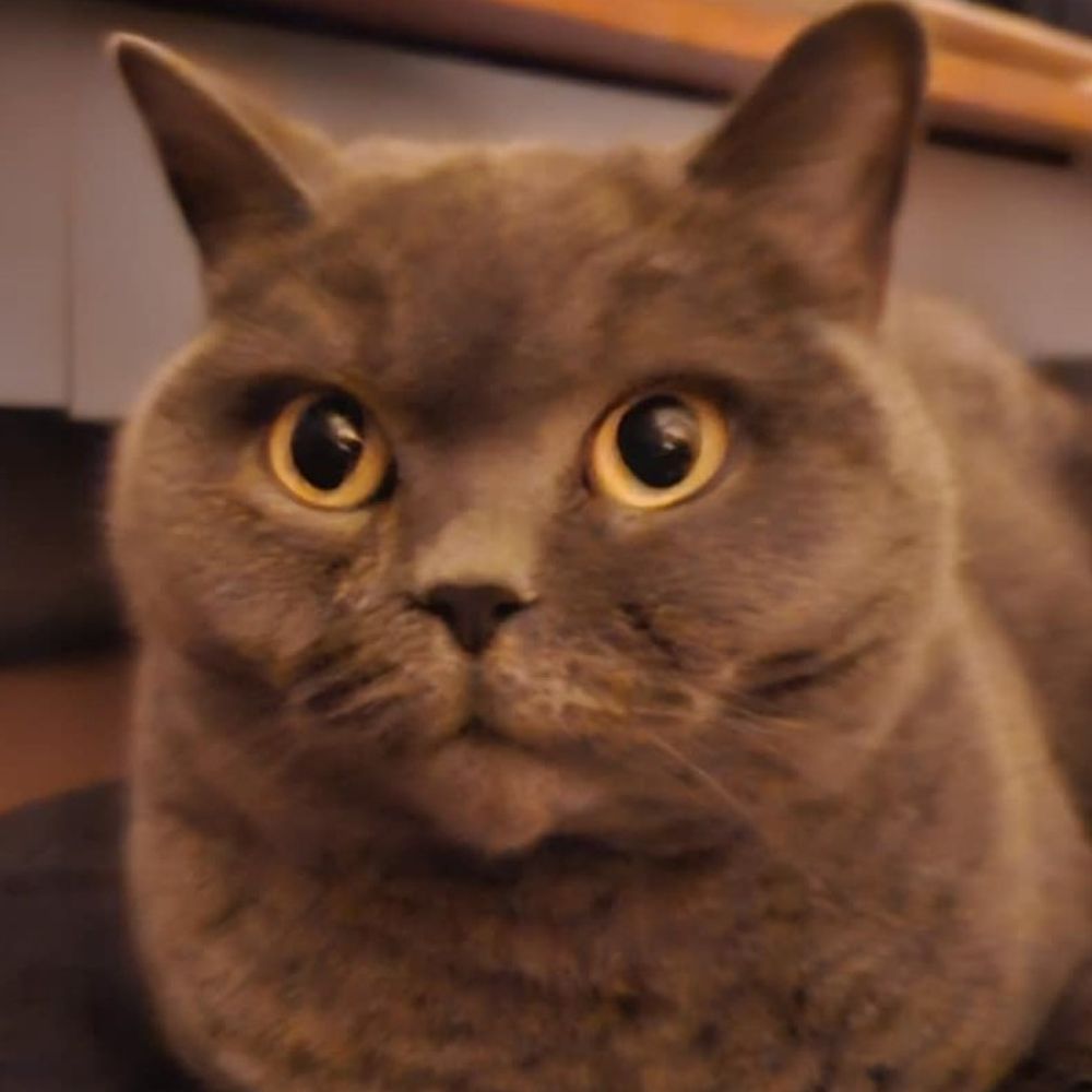 Ebi The Cat