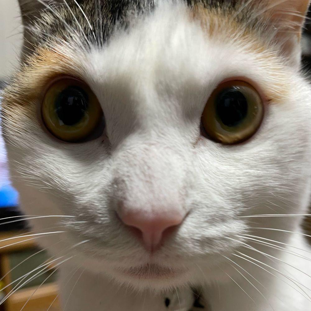 ヒーパパ