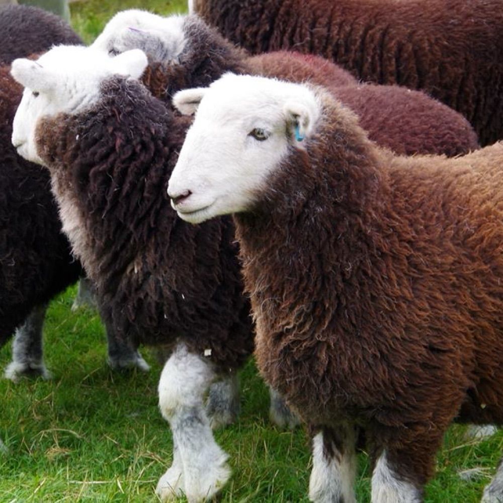 Herdy