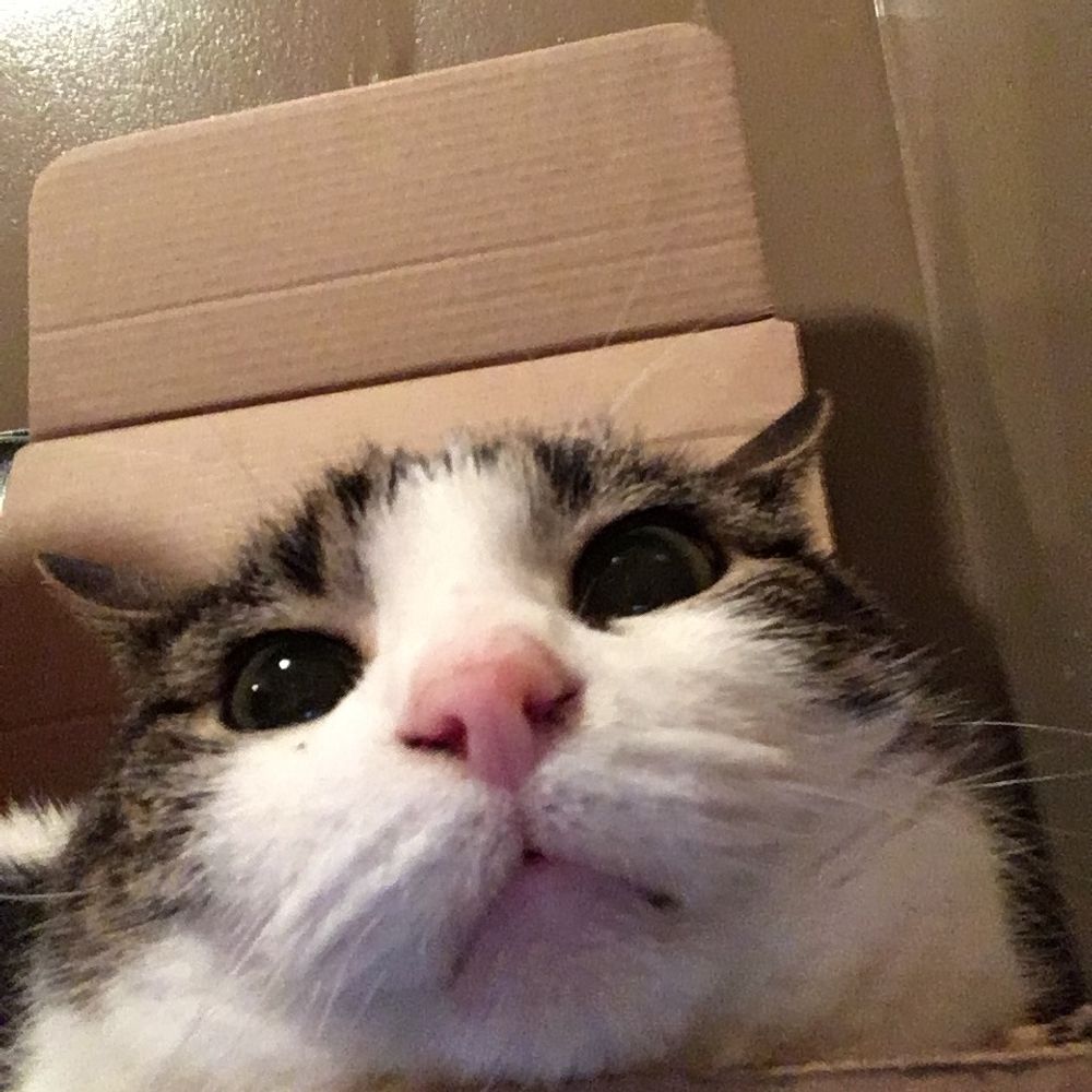 BigKirbyPuff