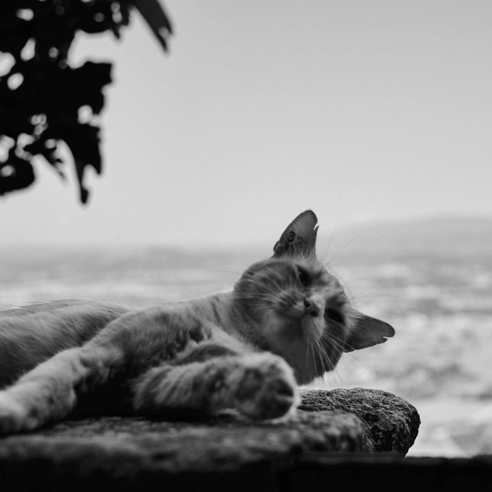 HappiCat