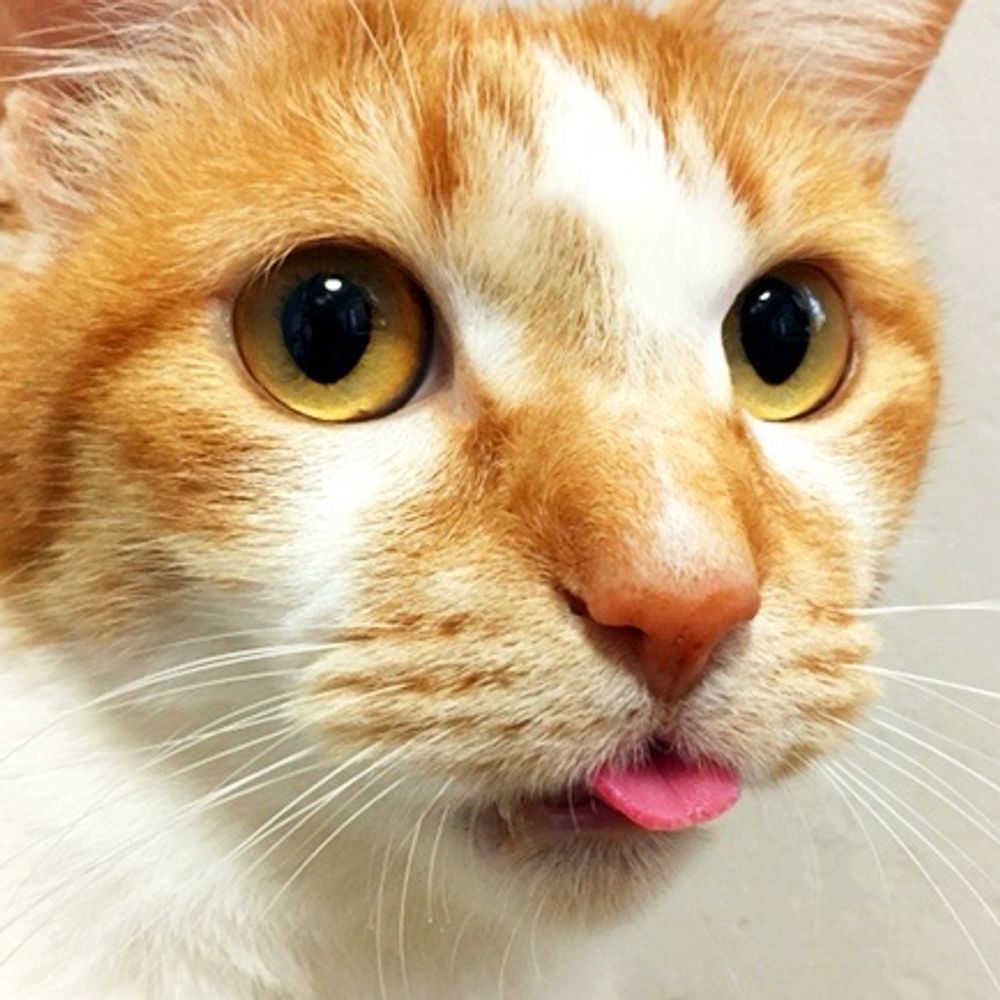 やっぱり猫が好き