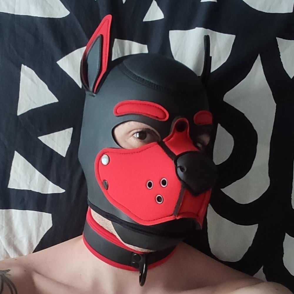 Pup Dys
