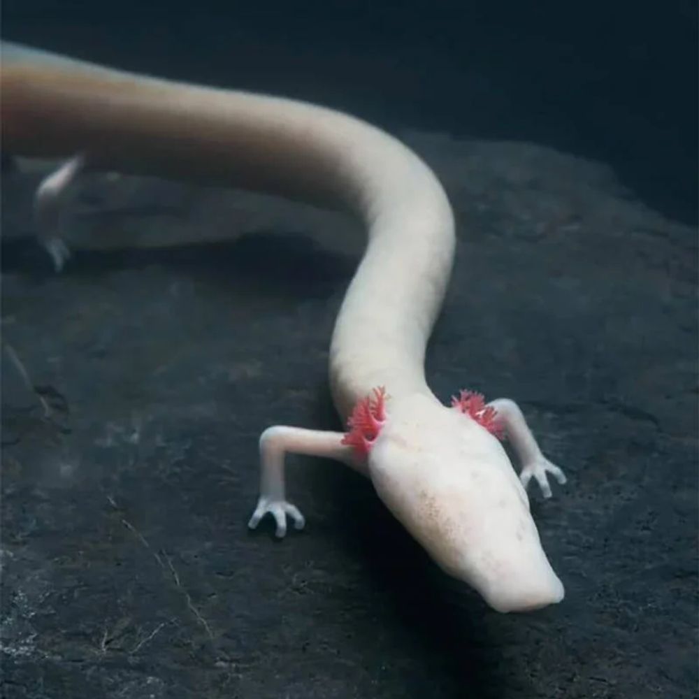 The Majestic Olm