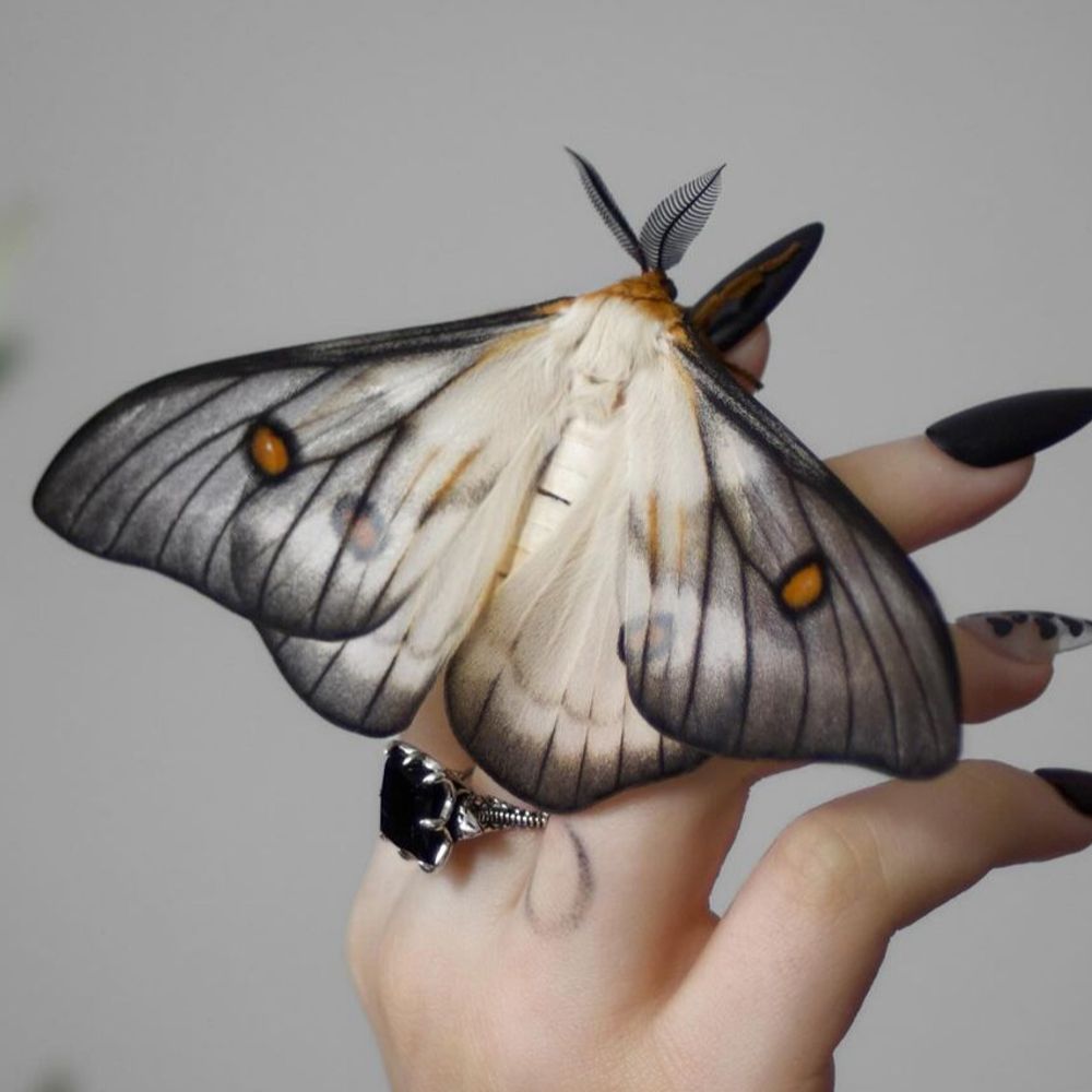 Moth 🐛🦋 (WIP)