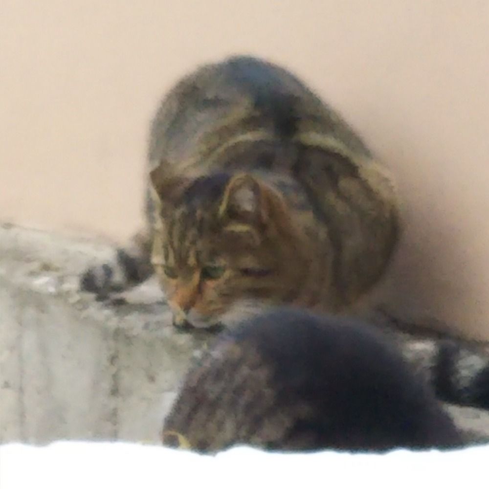 カワハギ