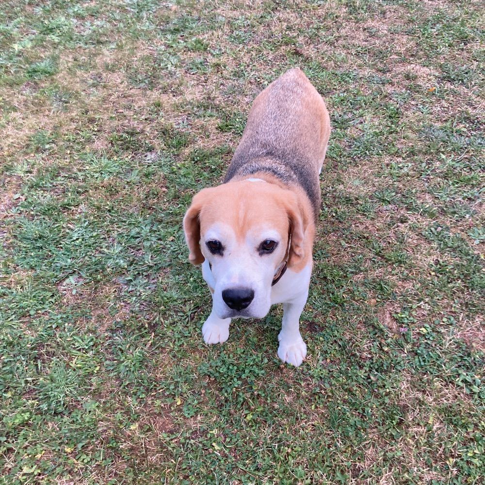 Oscar