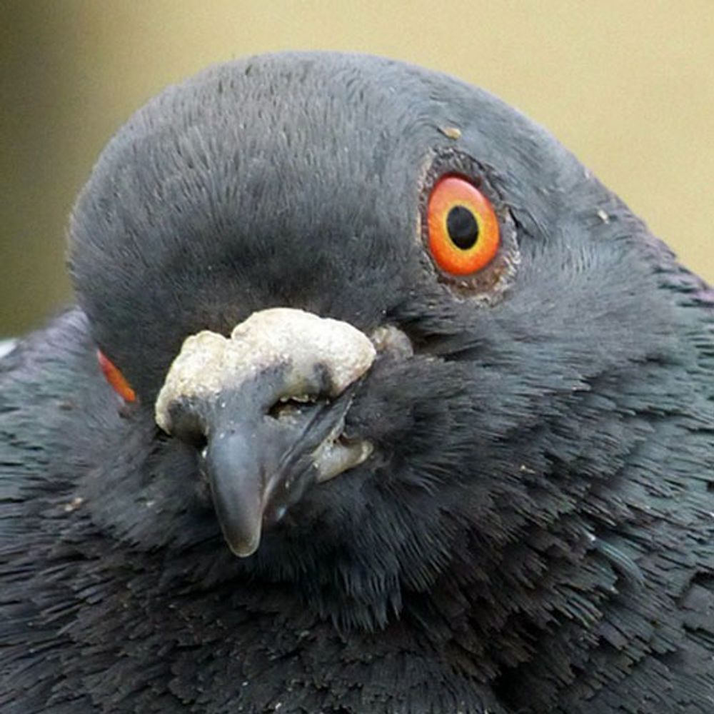 A Pigeon