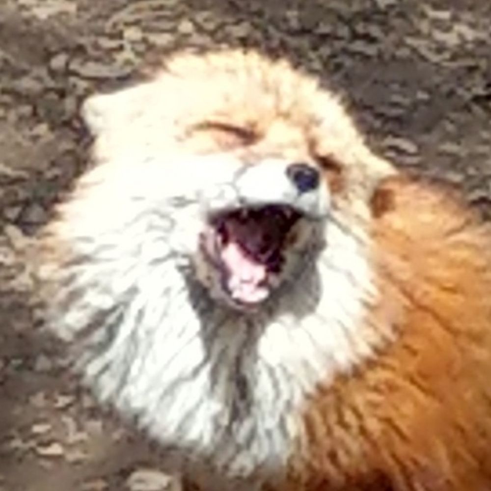 しおんぬ