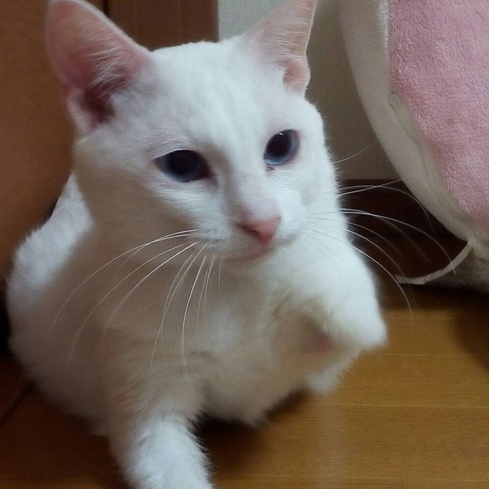 うた