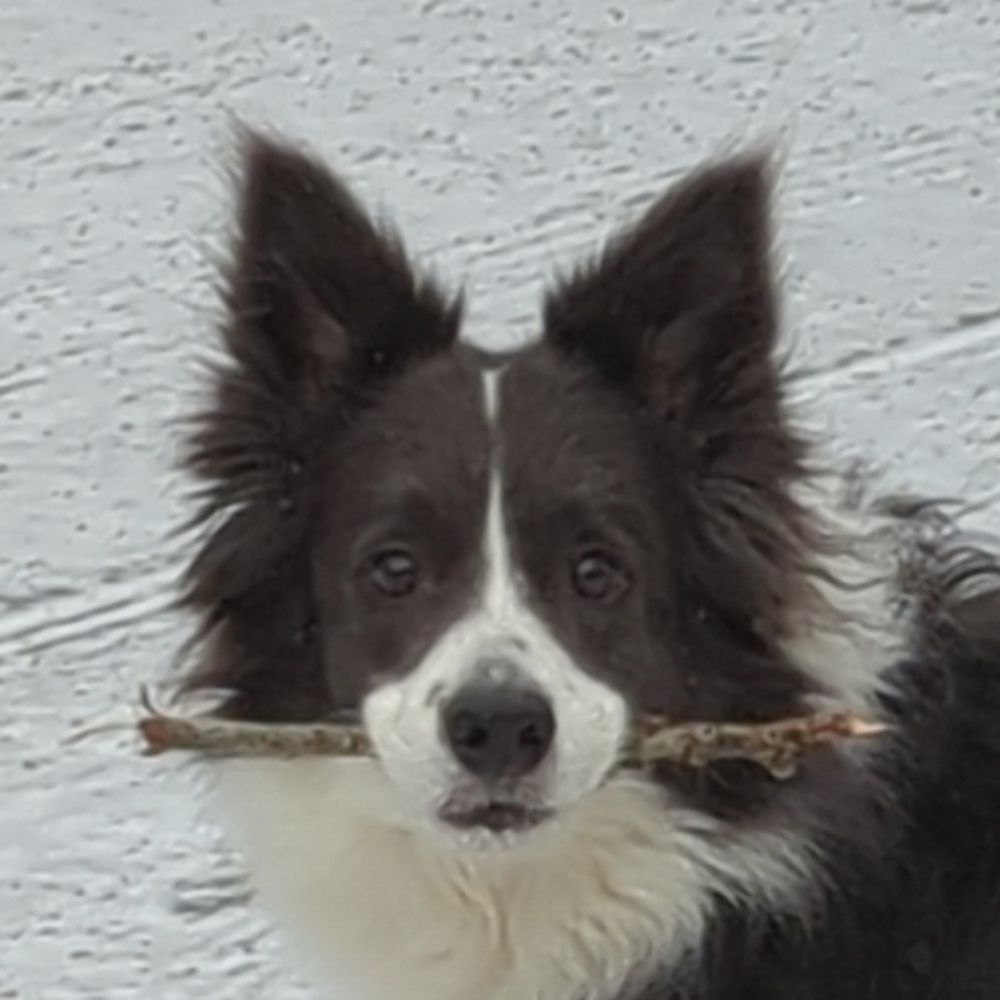 Ronja