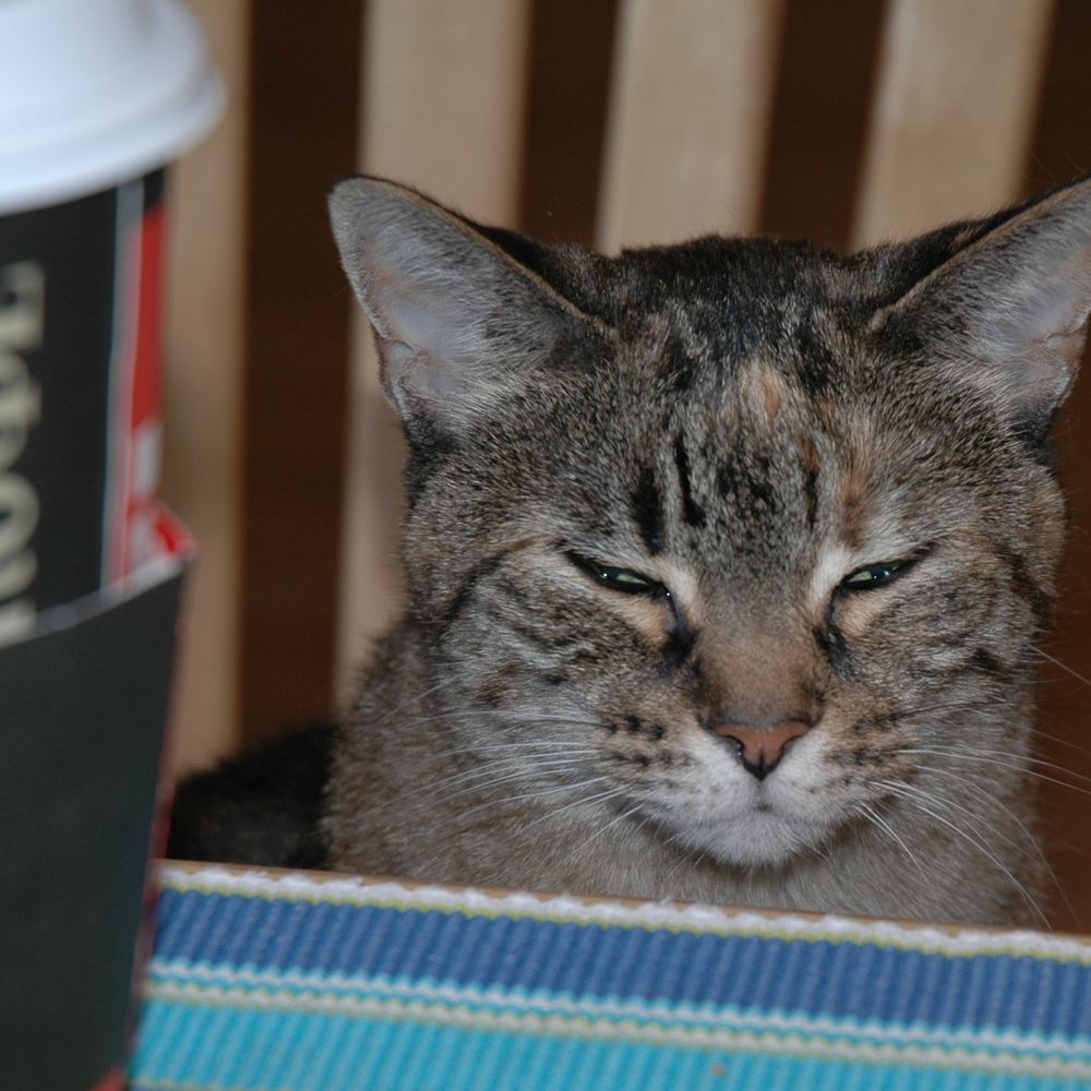 kkoffeekkat