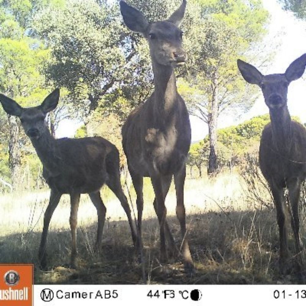 cameratraps