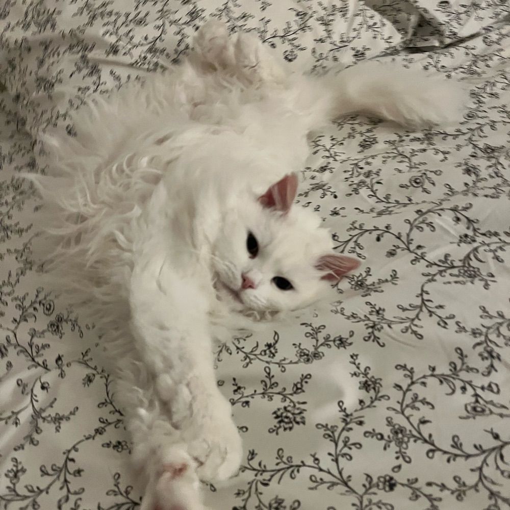 Pangur Bán