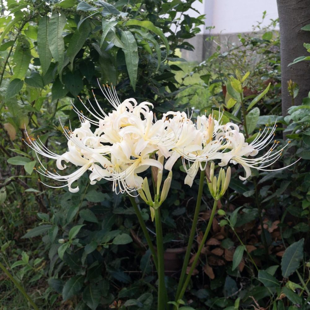 蒼志