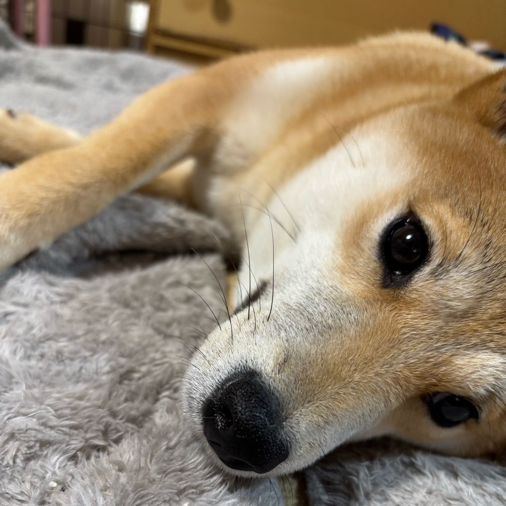 柴犬はなと社畜にむ