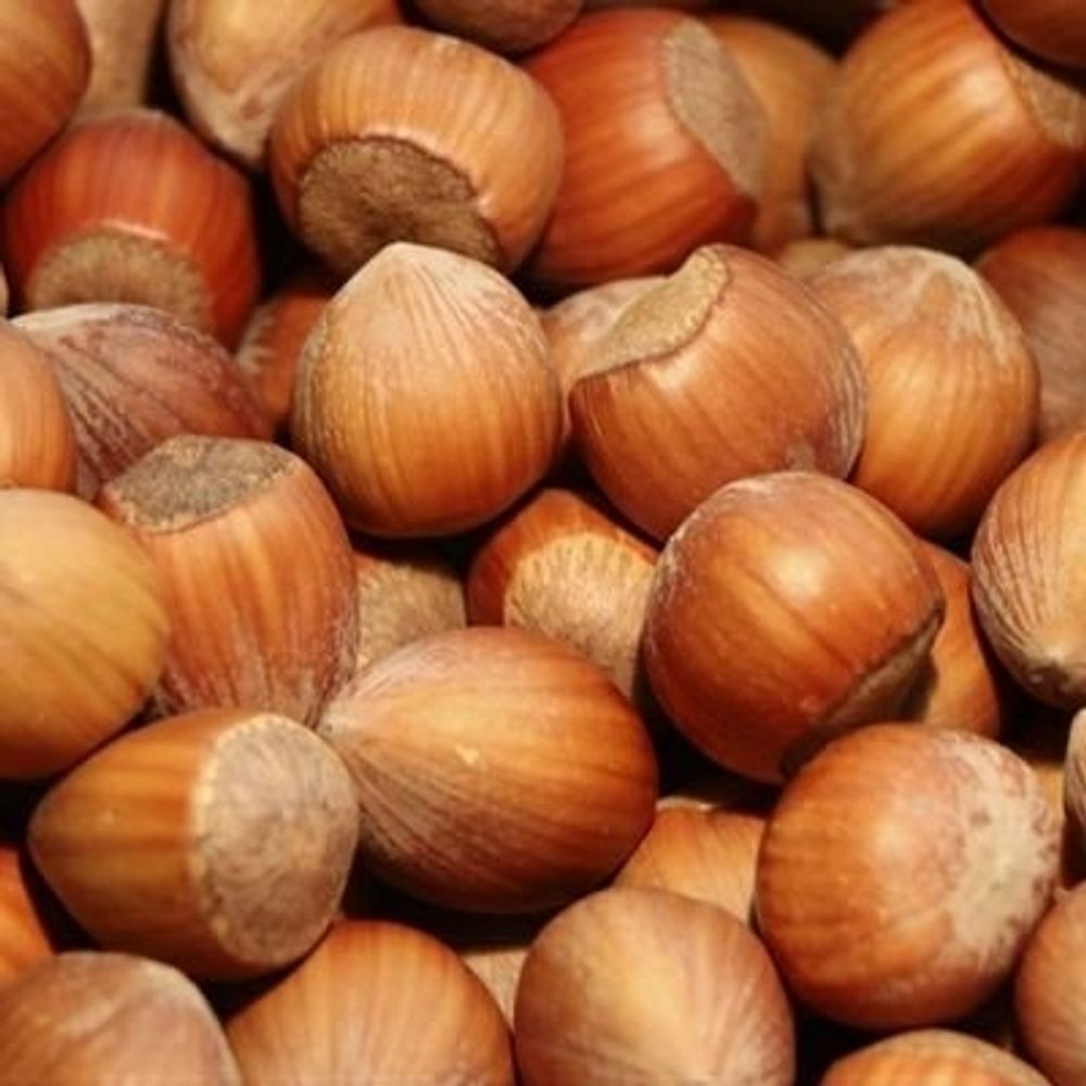 Haselnusz