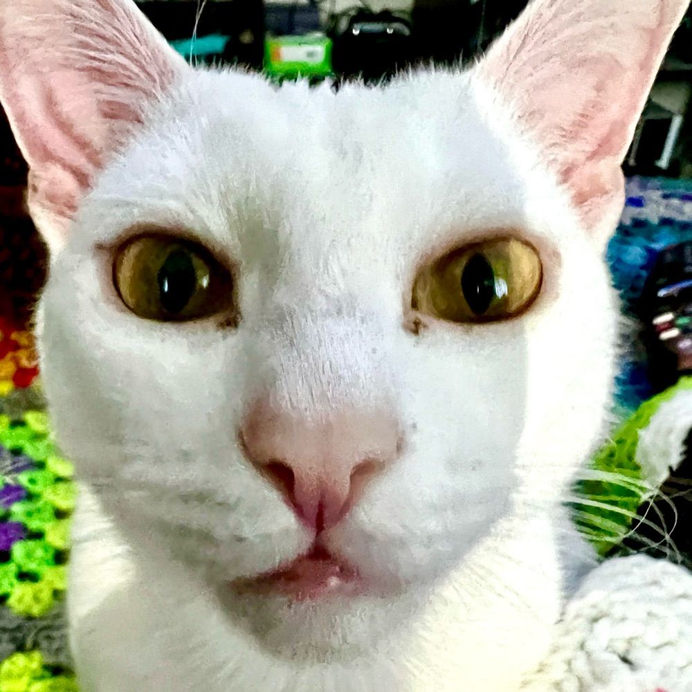 Knutmeg