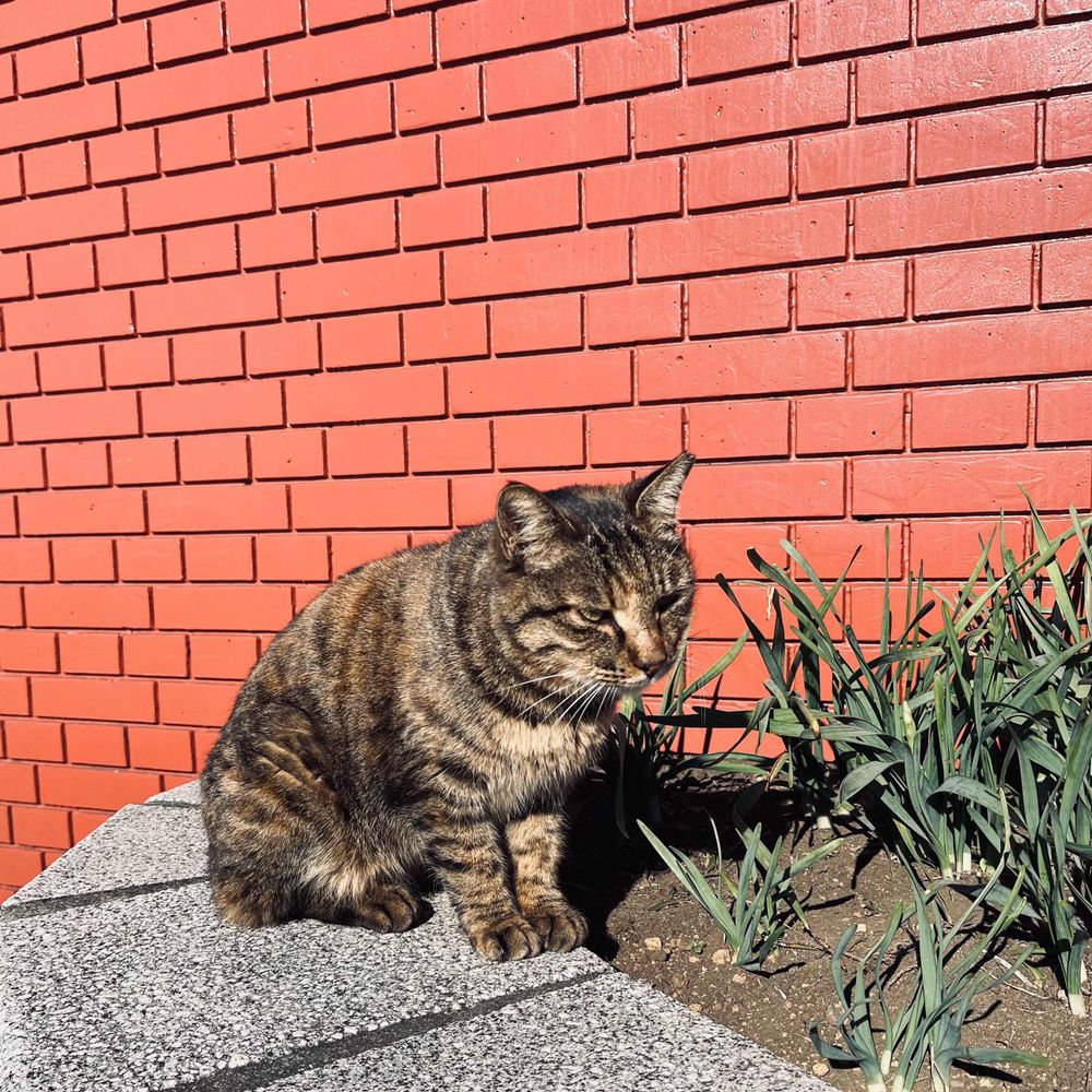 あっちの世界ではプクリポだったぶぅーんちゃん
