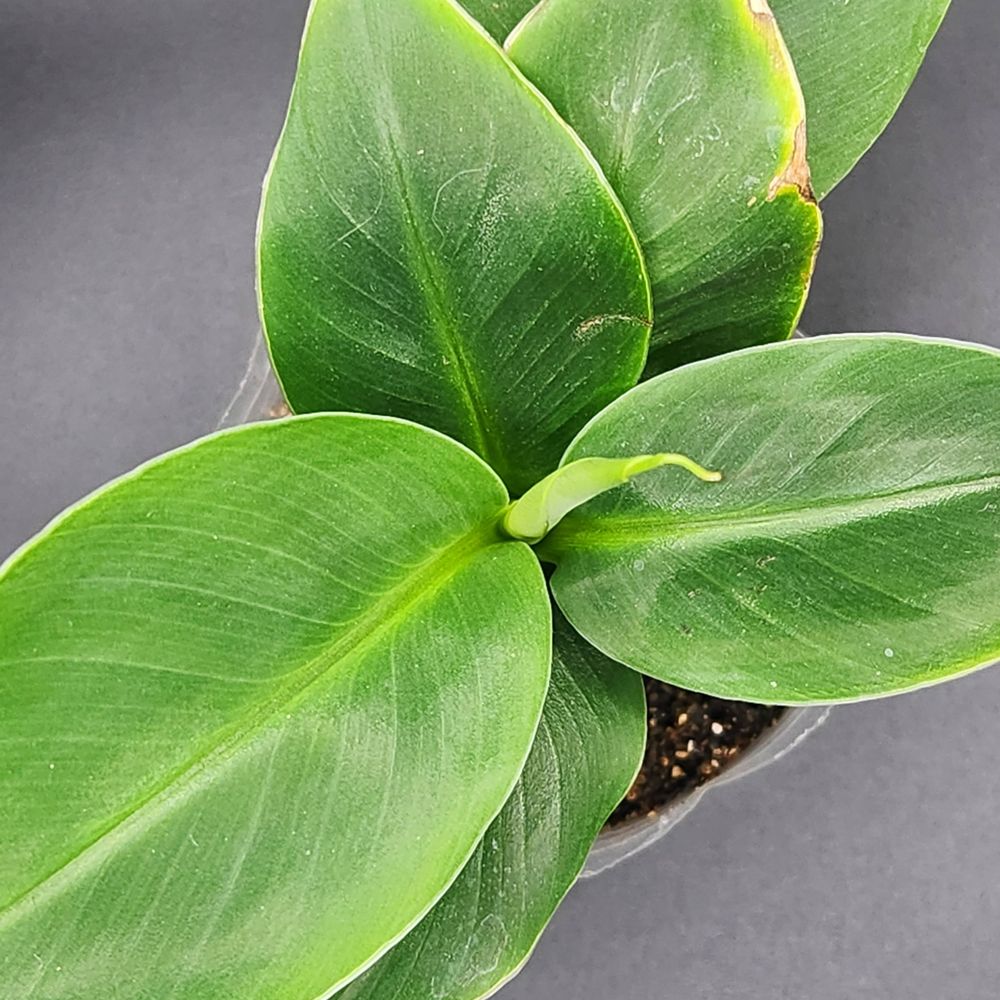 The Botanitrix 