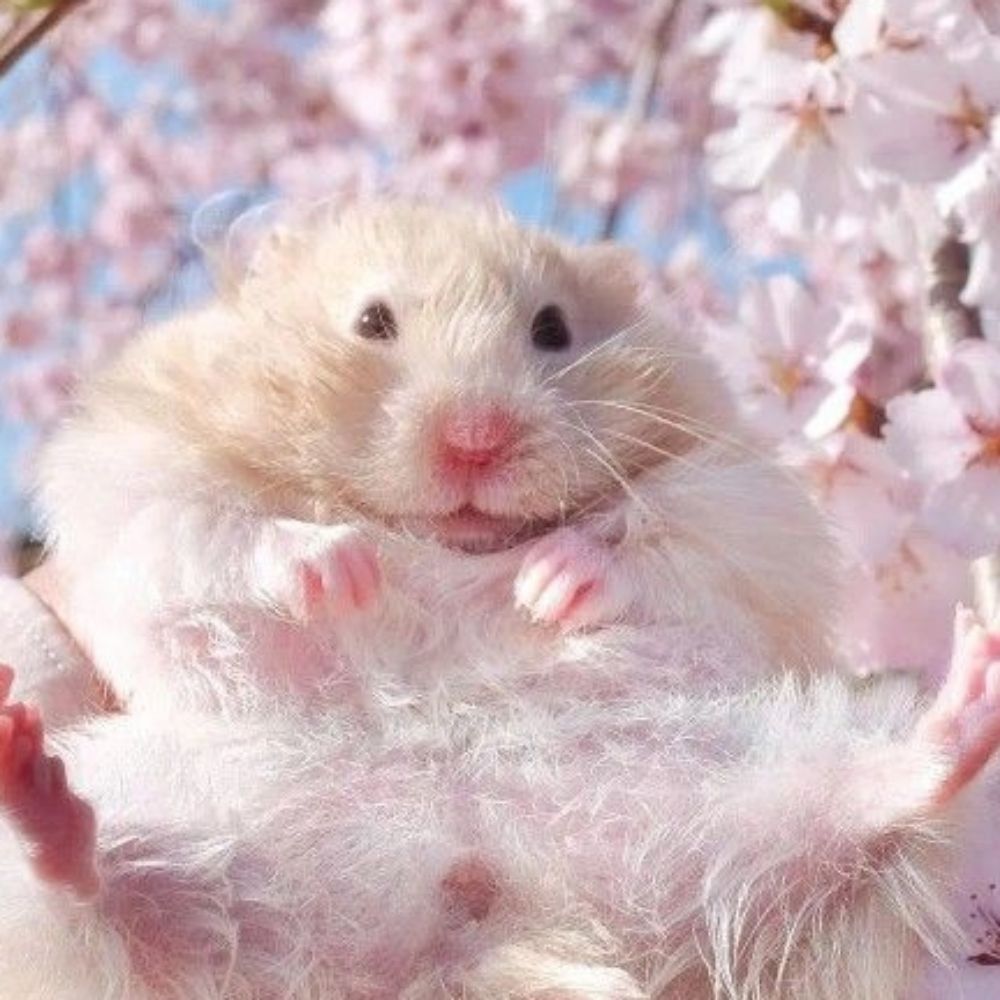 ✨ХомячОк✨