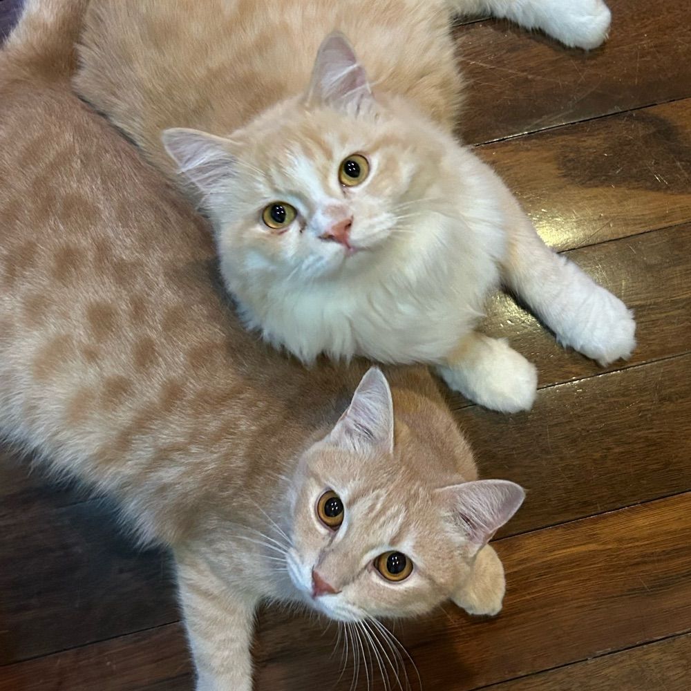 House of Gingers