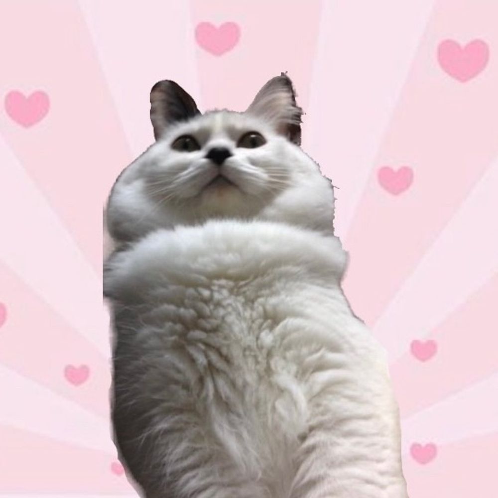 ごるもこ