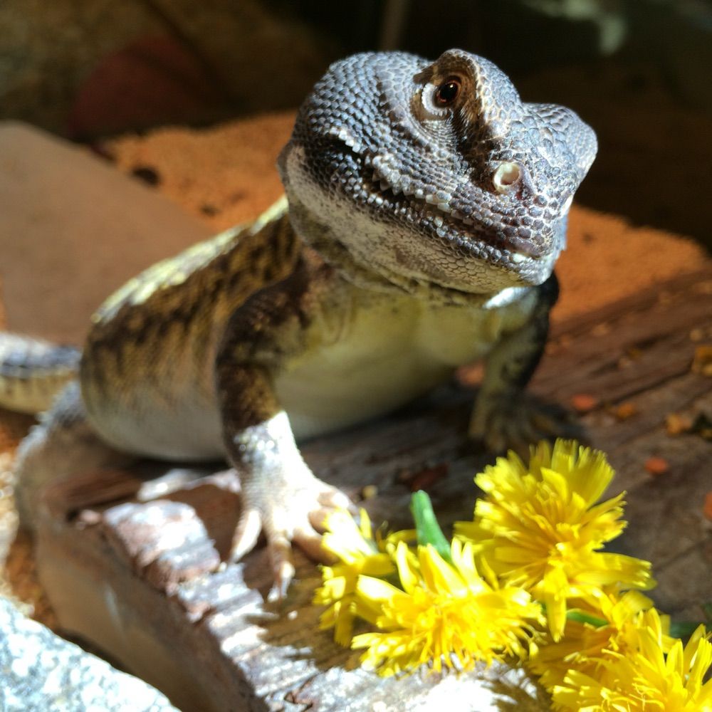 HerpHaven Reptile Rescue and Sanctuary